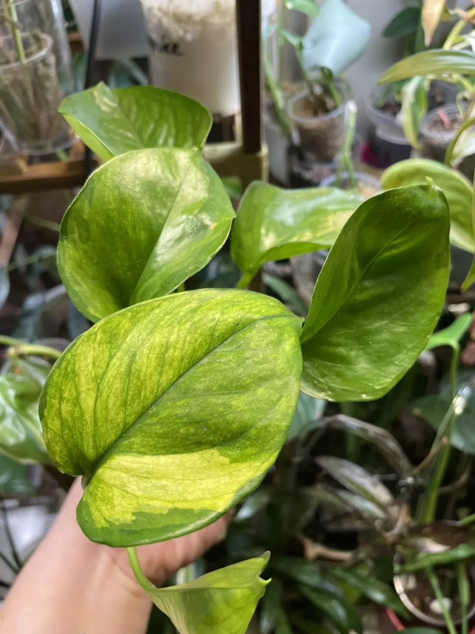 Lizard Queen Epi thumbnail