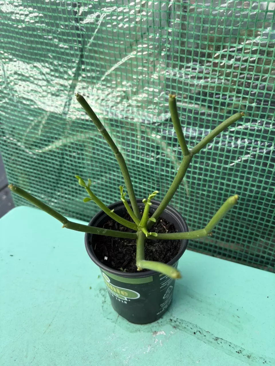 Fire stick Succulent thumbnail