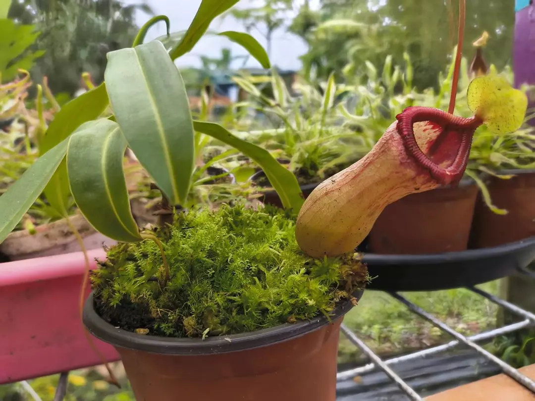 Nepenthes ventricosa W/ live moss thumbnail