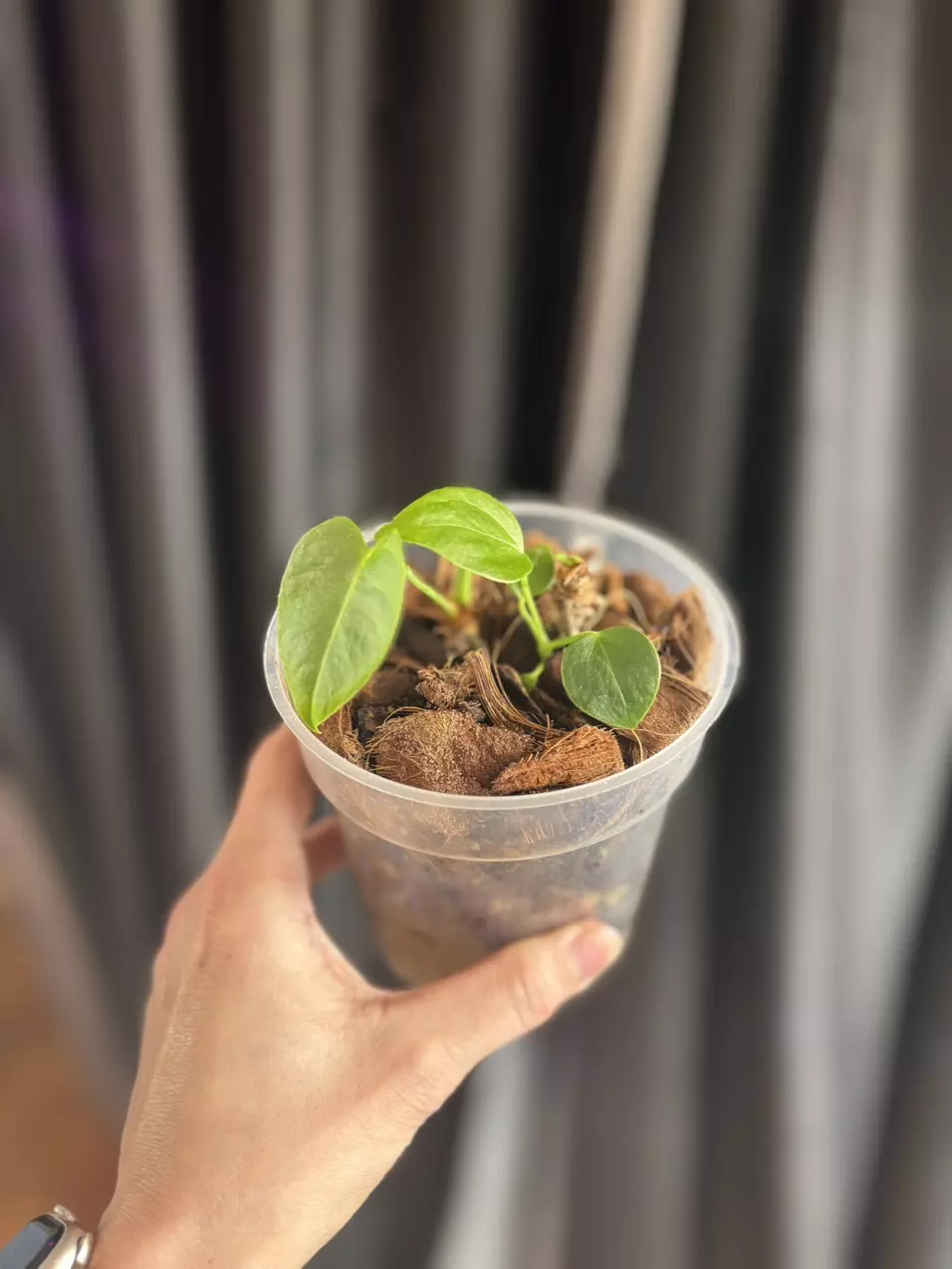 Anthurium Veitchii King thumbnail