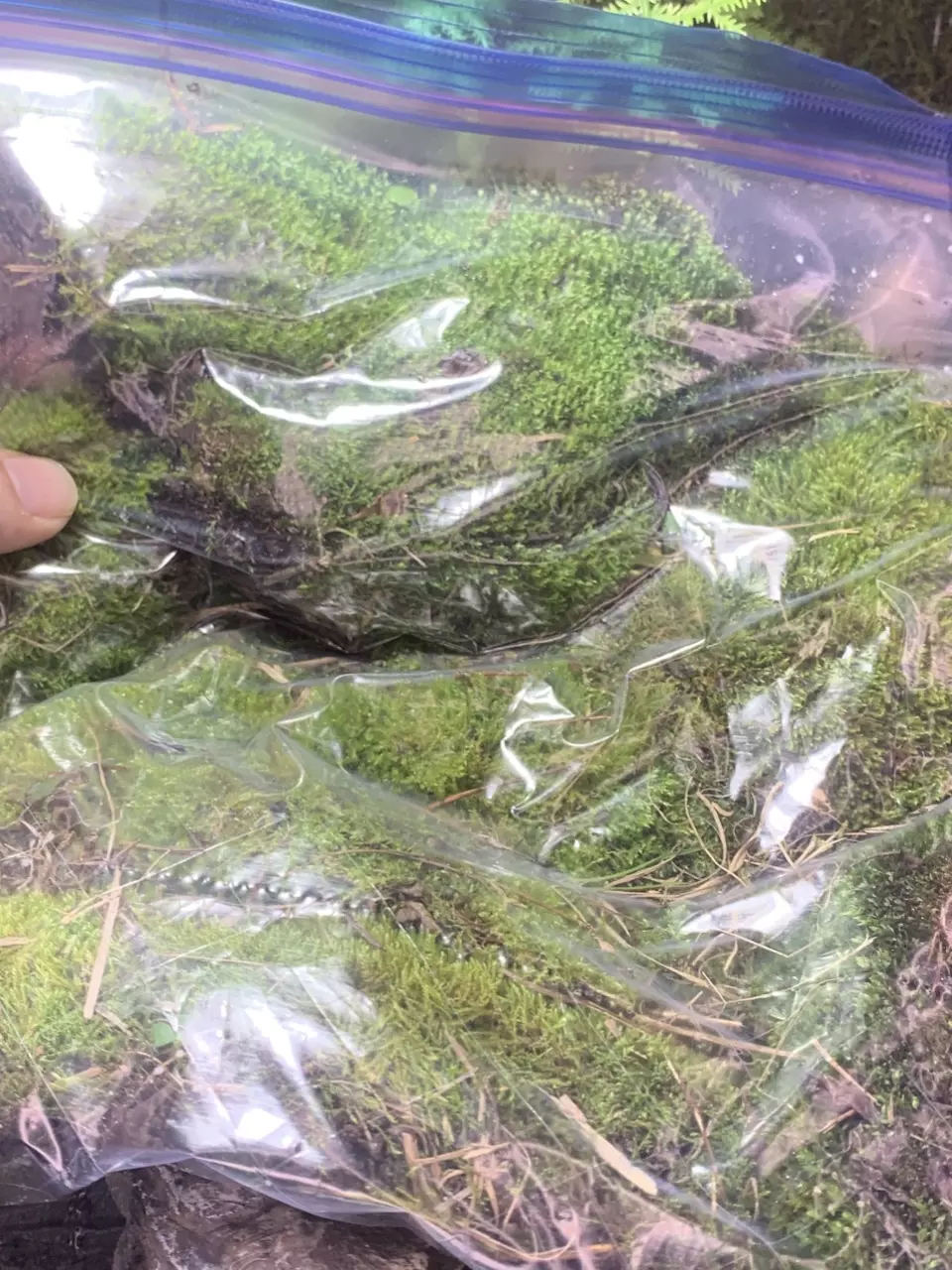 Large bag carpet moss thumbnail