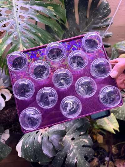 plant/Customized tray set with cups (color options available)-1-thumbnail