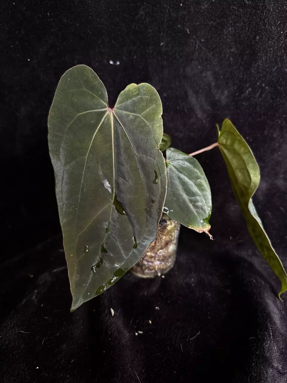 Tezula AOS x BVEP thumbnail