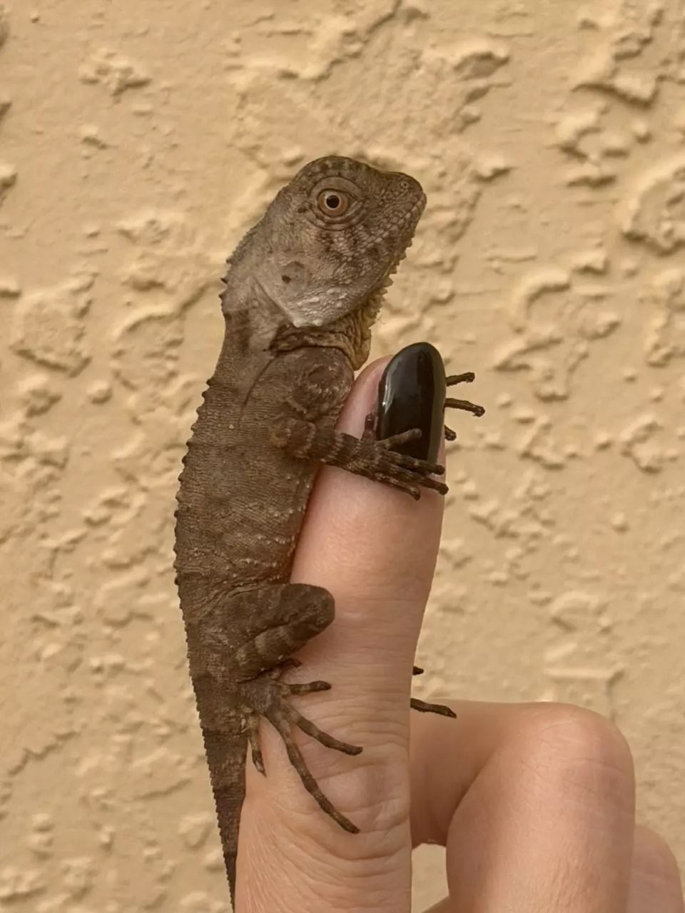 Boyd’s Forest Dragon (Lophosaurus boydii) thumbnail