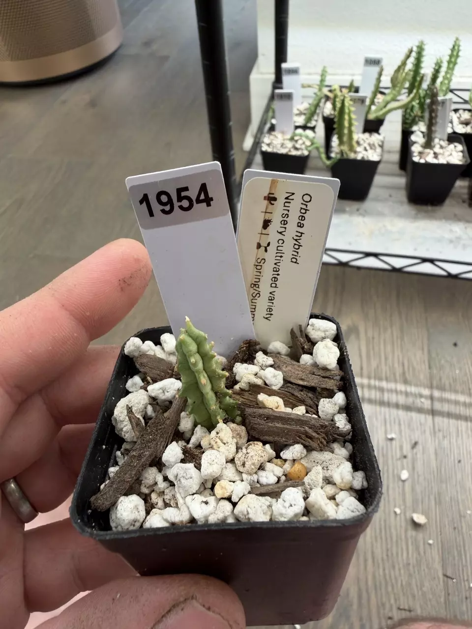 1954 - Orbea Pranburi hybrid unrooted thumbnail