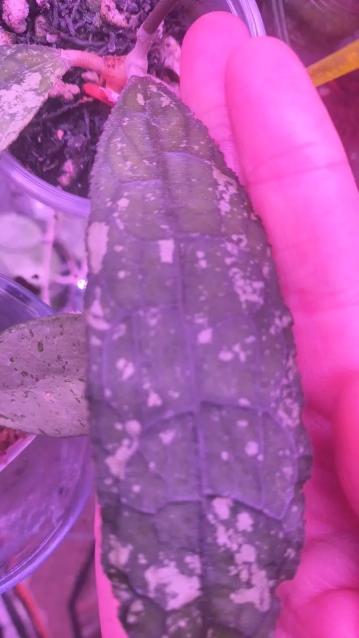 Buyer specific listing. Clem, coriacea silver , Chiang Dao thumbnail