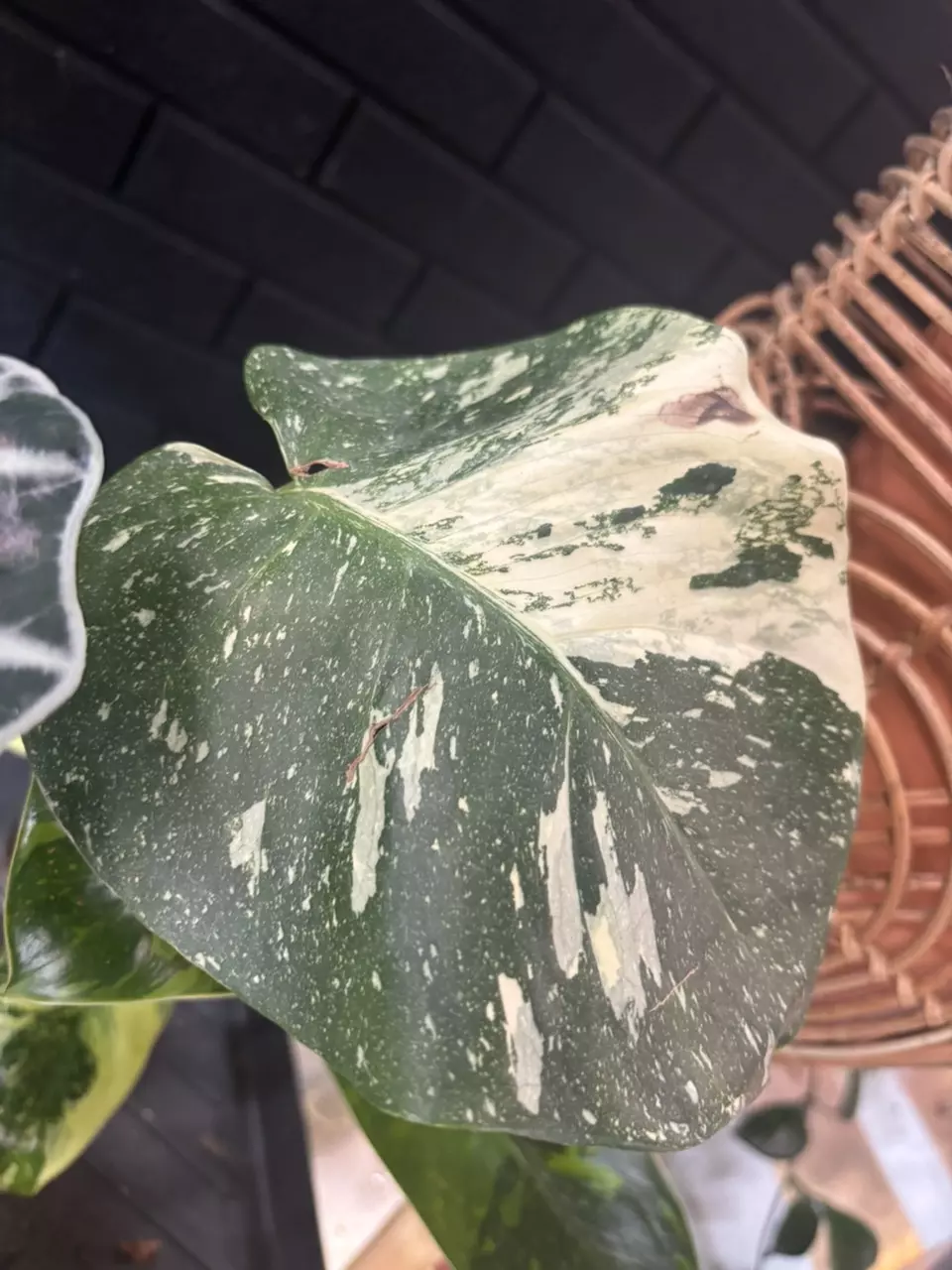 XL Thai Con Monstera thumbnail