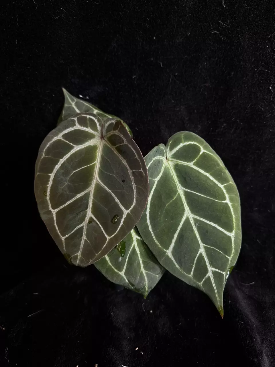 Cass’s Red Crystal x KOS/Hu thumbnail