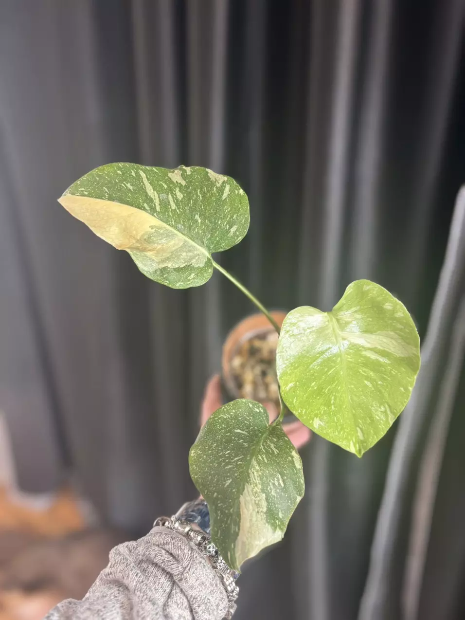 Monstera Thai Con thumbnail