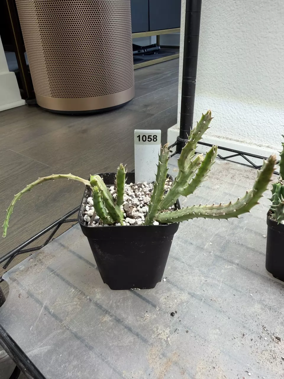 1058 - Unknown stapeliad thumbnail