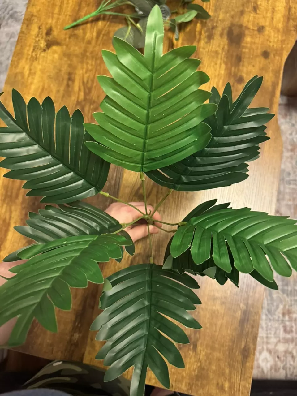 2x Sawtooth Palm thumbnail