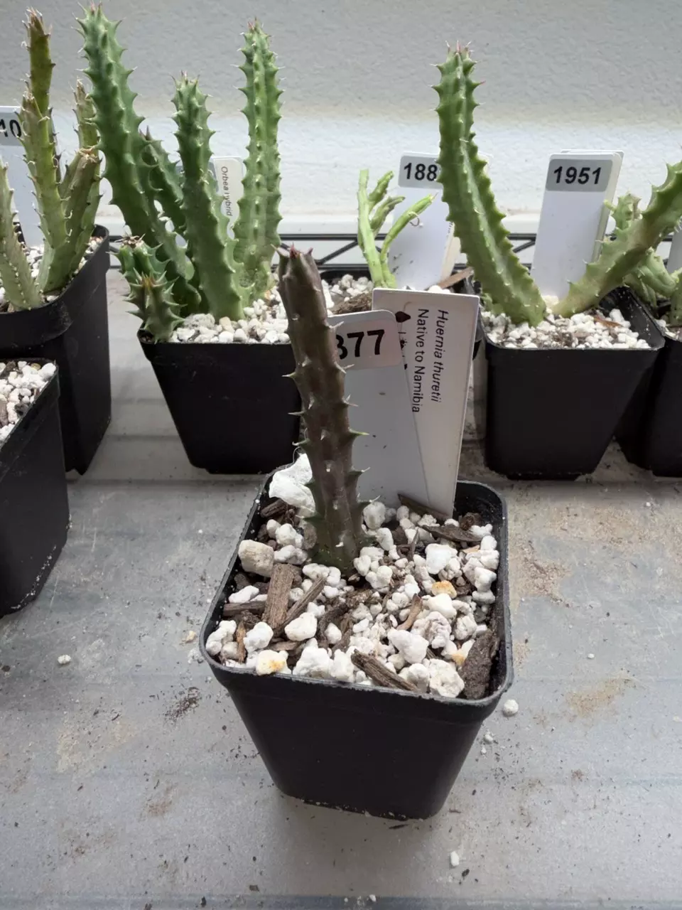 377 - Huernia thuretii thumbnail