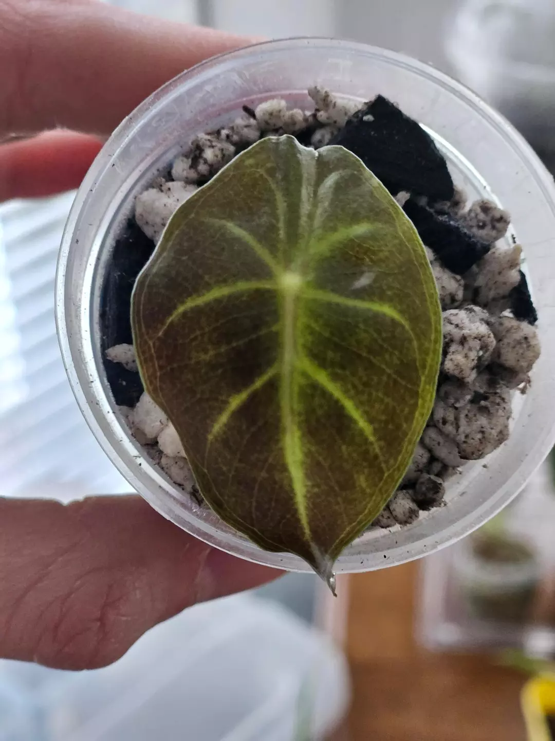 Alocasia 'Morocco' thumbnail