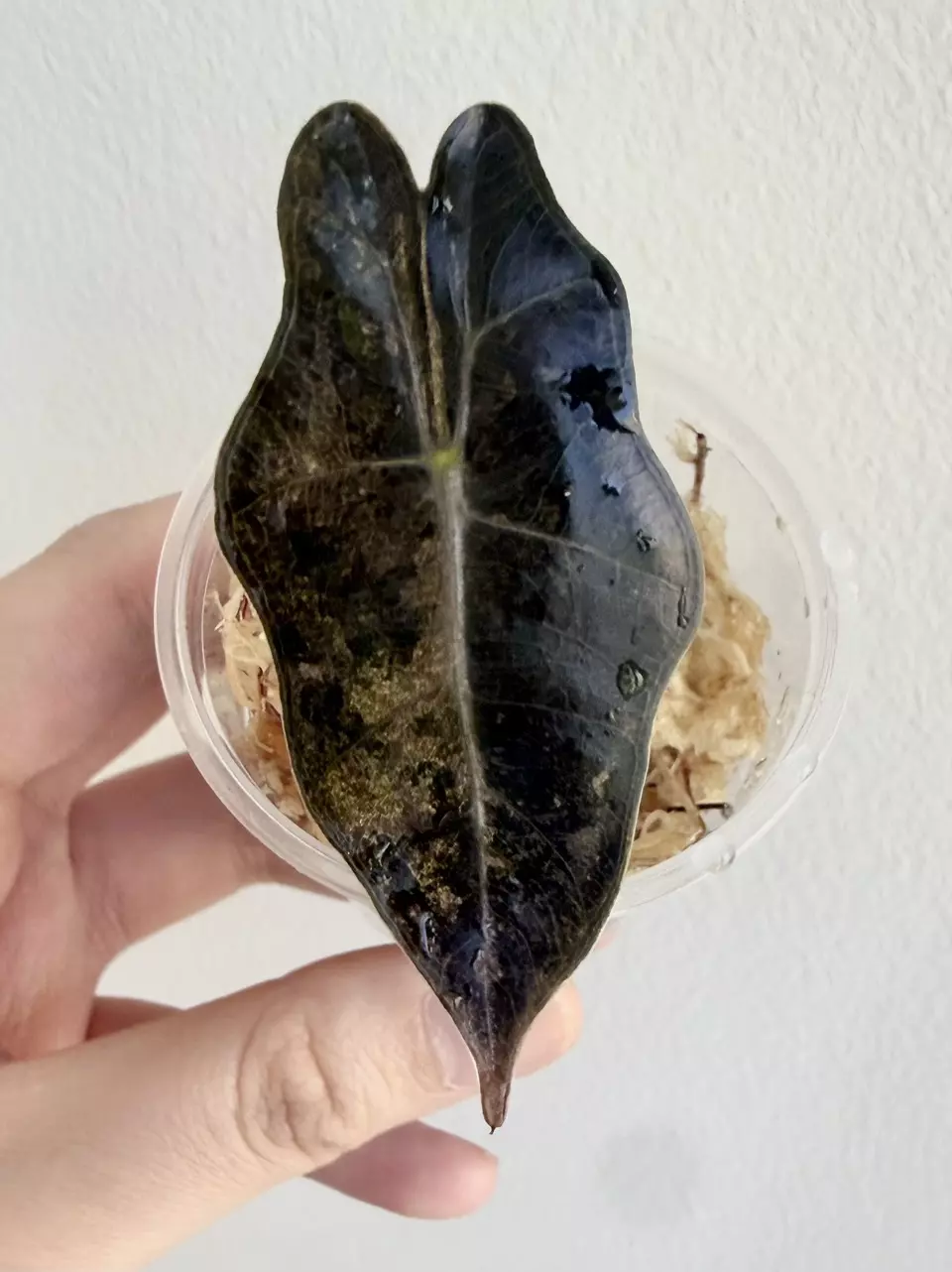 Alocasia Pink Pseudosanderiana thumbnail