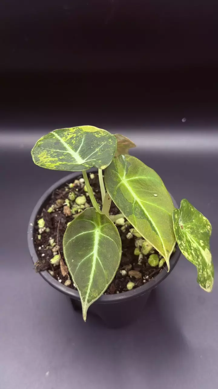 Alocasia Black Velvet Gold thumbnail