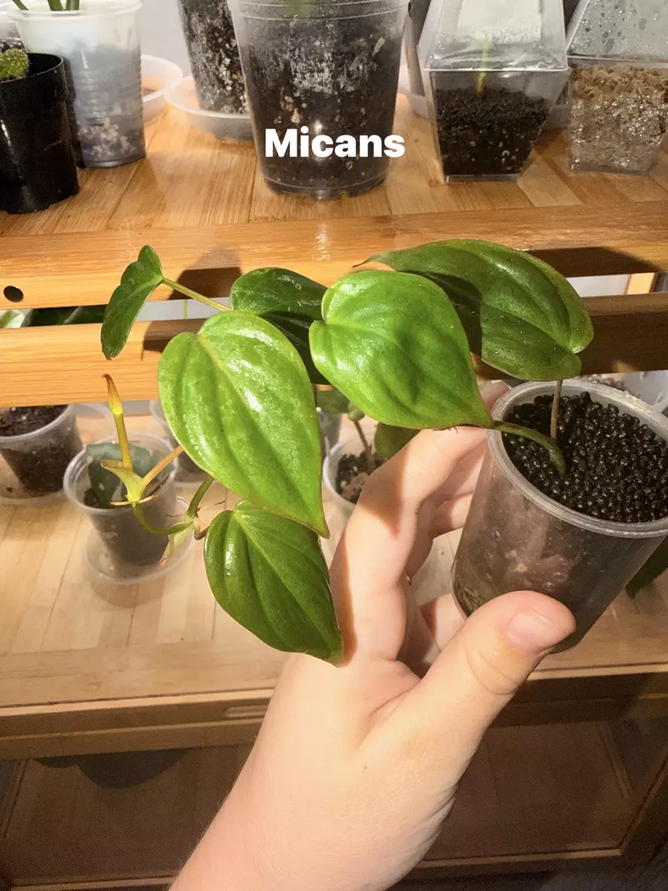 Philodendron Micans thumbnail