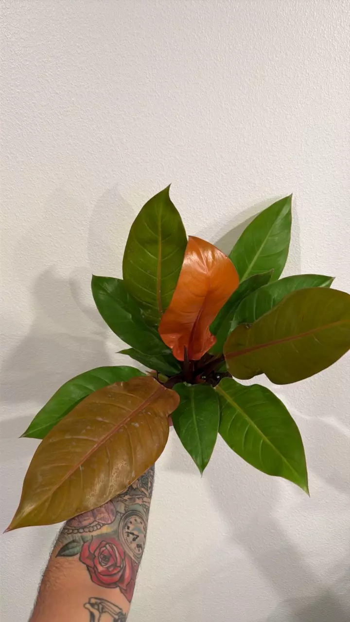 Philodendron Prince of Orange 6” GC thumbnail