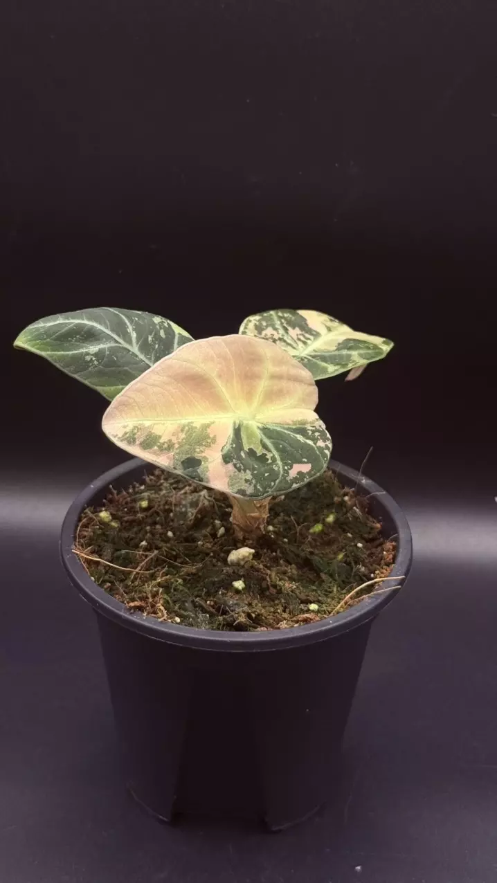 Alocasia Pink Black Velvet thumbnail