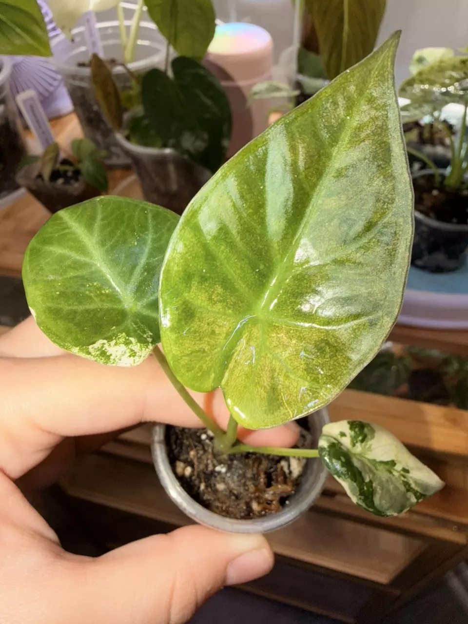 Alocasia Regal Shield Albo Pup thumbnail