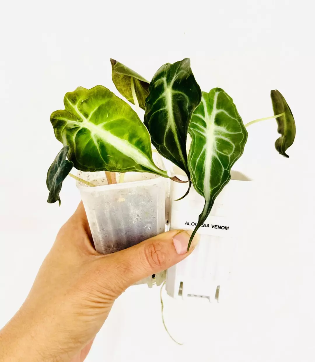 2 Alocasia Venom plants!-GC thumbnail
