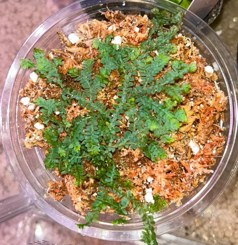 selaginella uncinata/peacock fern starter plant thumbnail