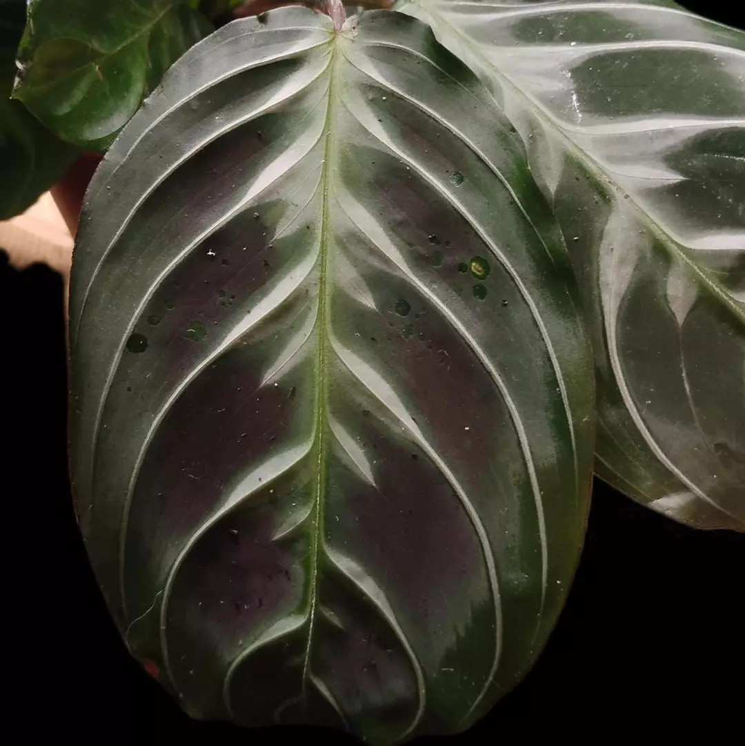 Maranta leuconeura 'Massangeana' or Maranta black thumbnail