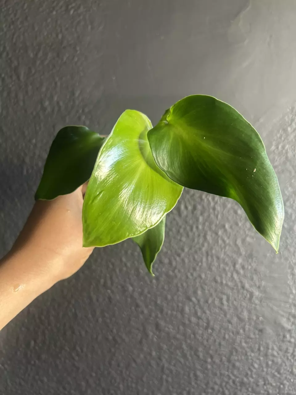 Philodendron Rugosum Aberrant Form Rooted Plant thumbnail