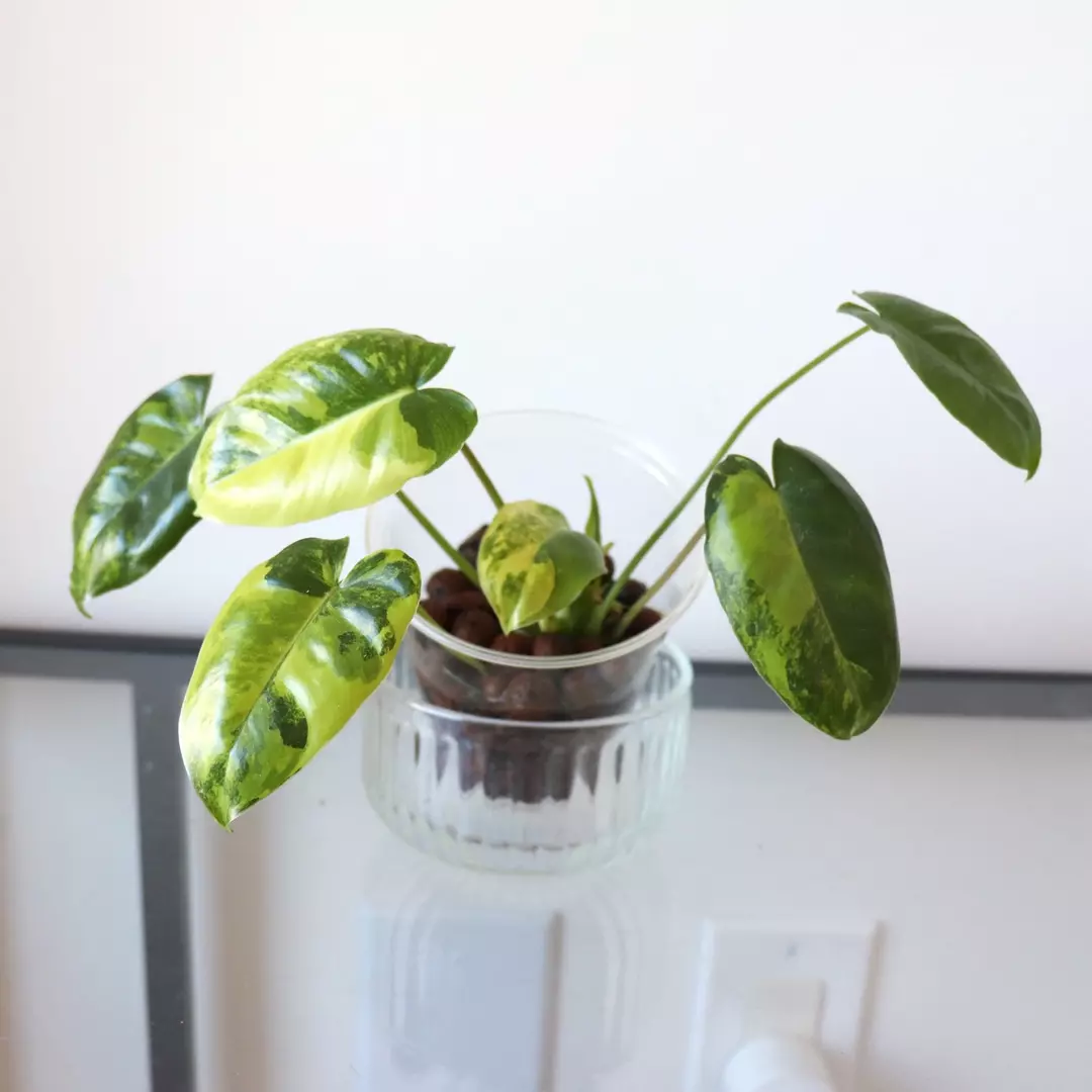 Philodendron Variegated Burle Marx thumbnail