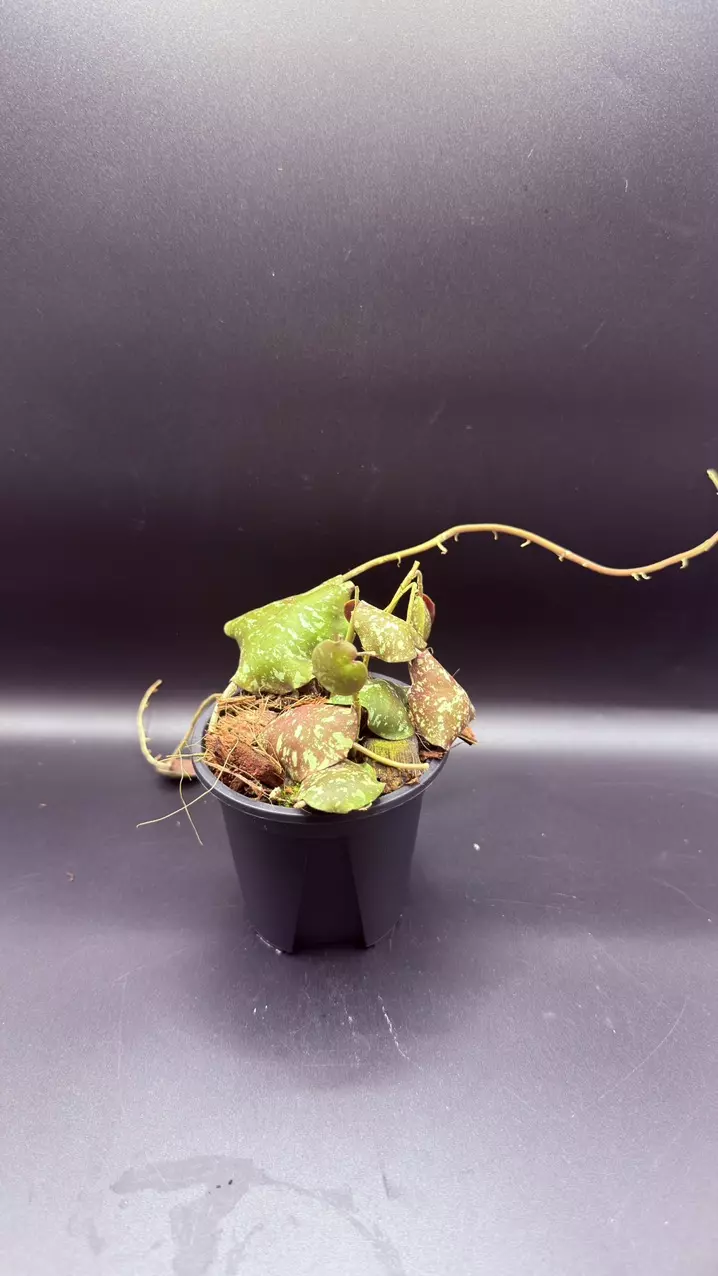 Hoya Imbricata thumbnail