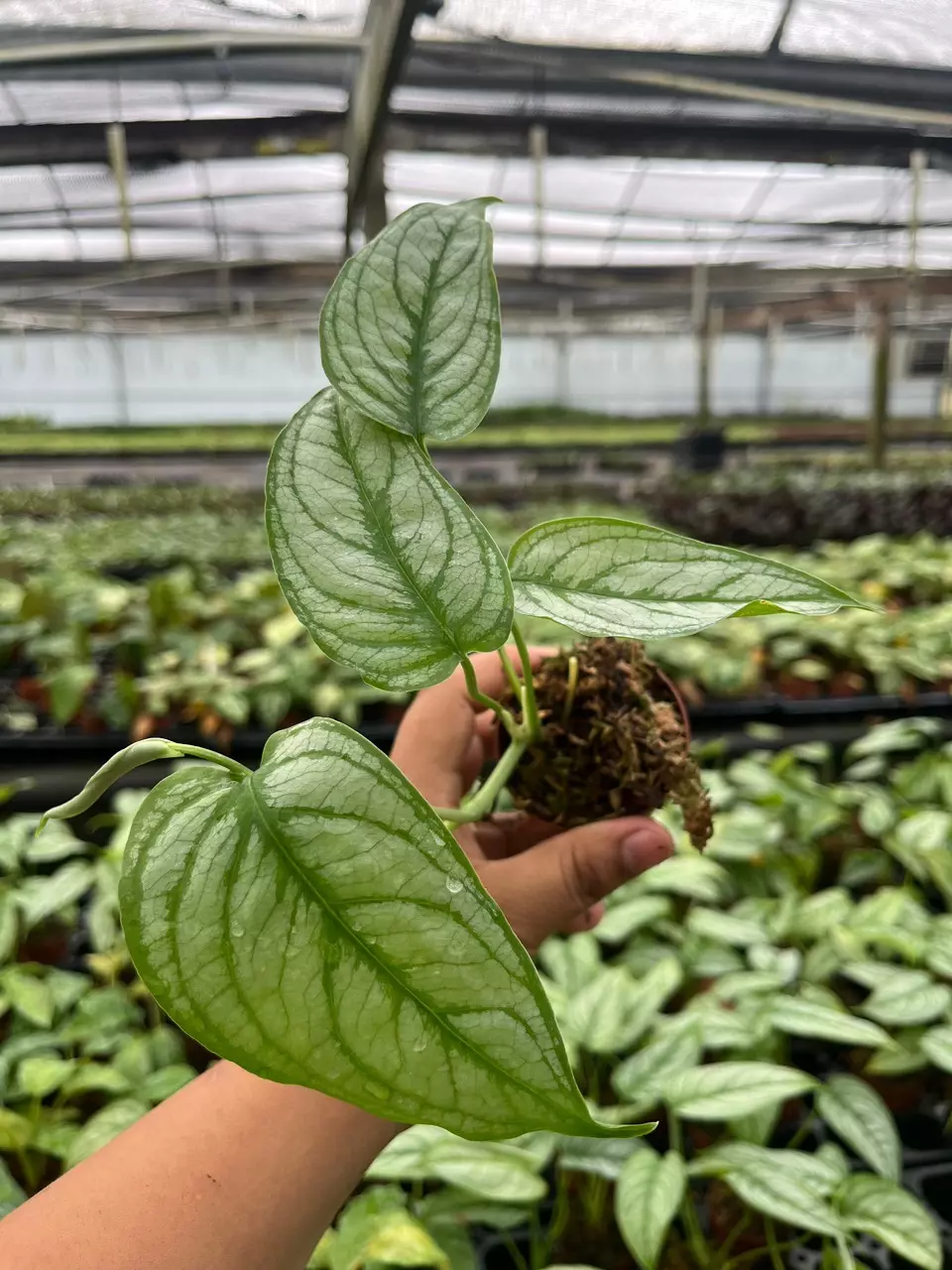 Shipping fee thumbnail