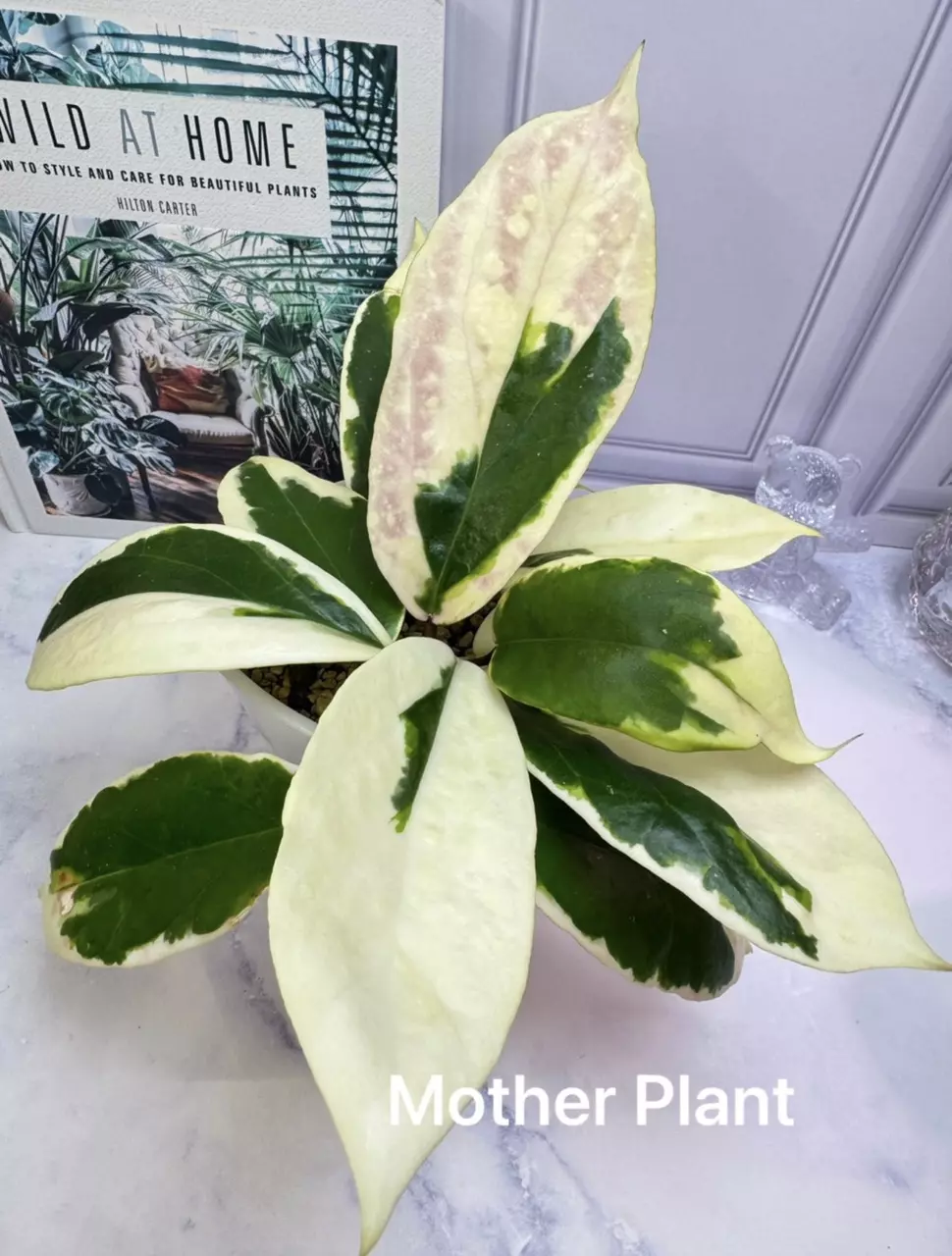 Hoya Ilagiorum Albomarginata top 2-leaf cutting thumbnail