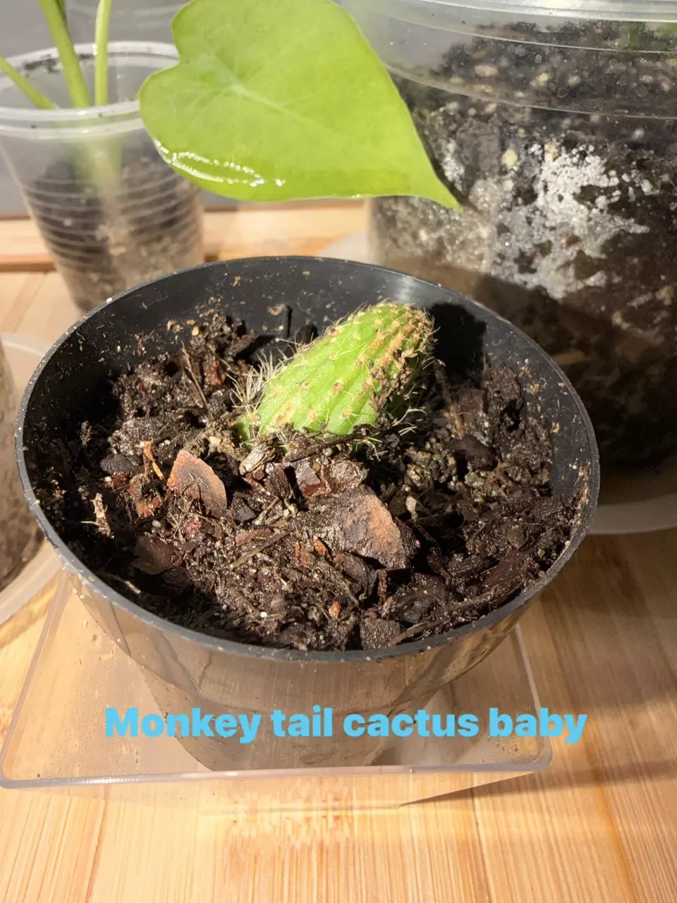 Monkey Tail Cactus thumbnail