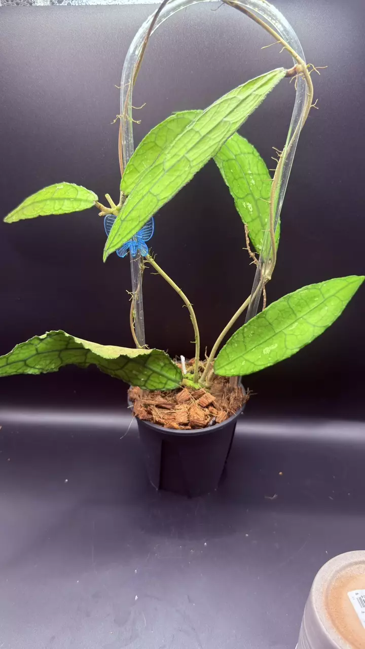 Hoya Clemensiorum (Splash) thumbnail