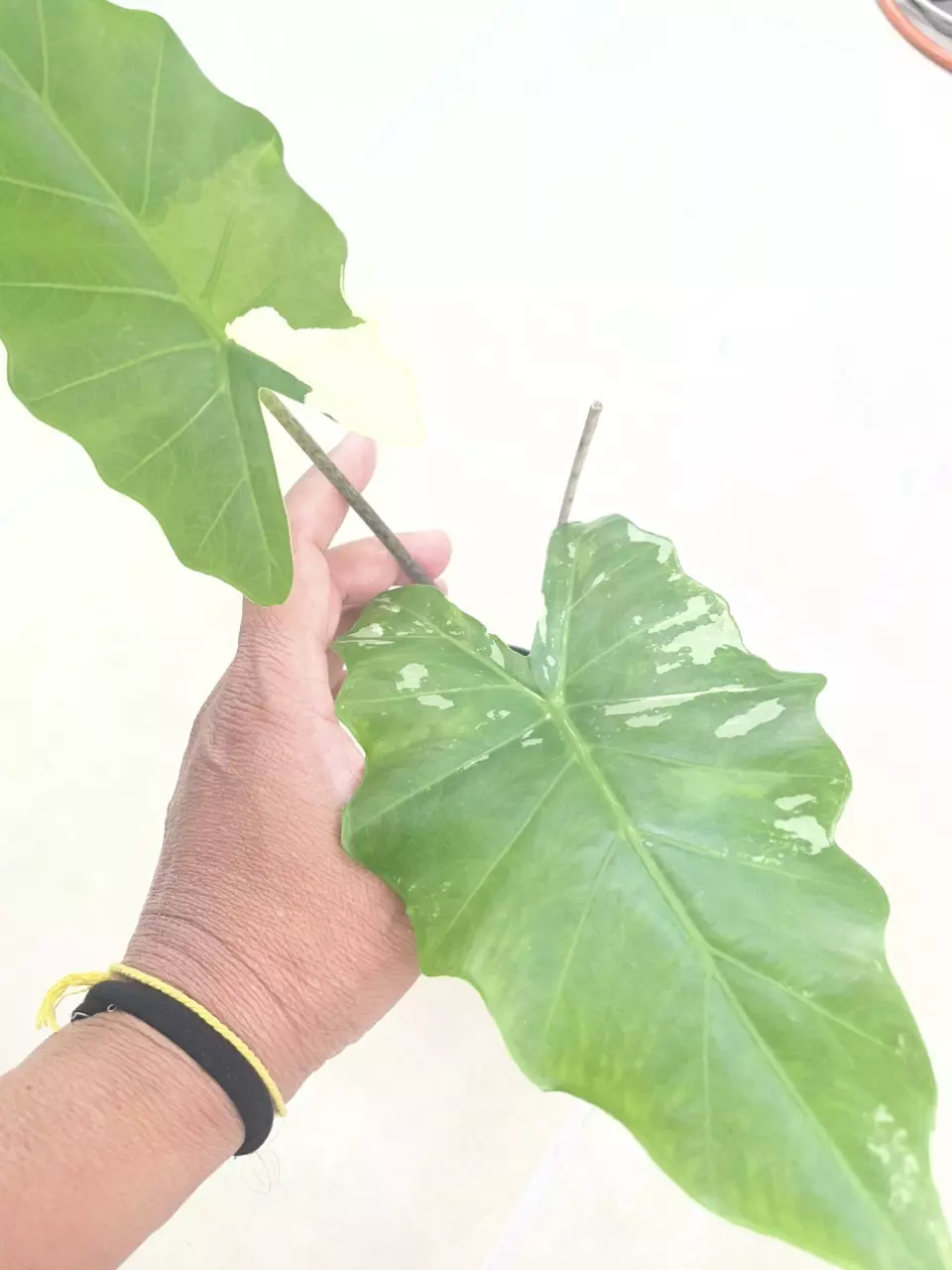 Alocasia portora thumbnail