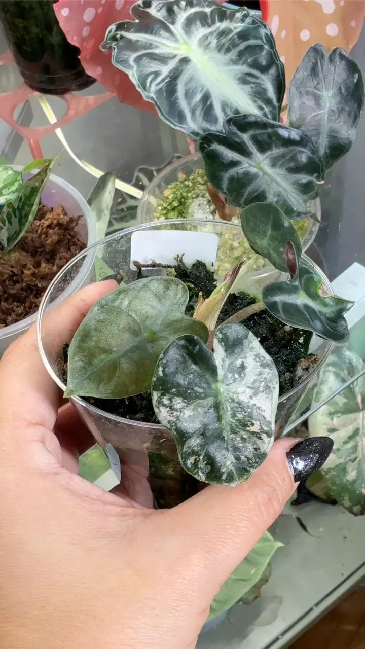 Alocasia pink balloon heart thumbnail