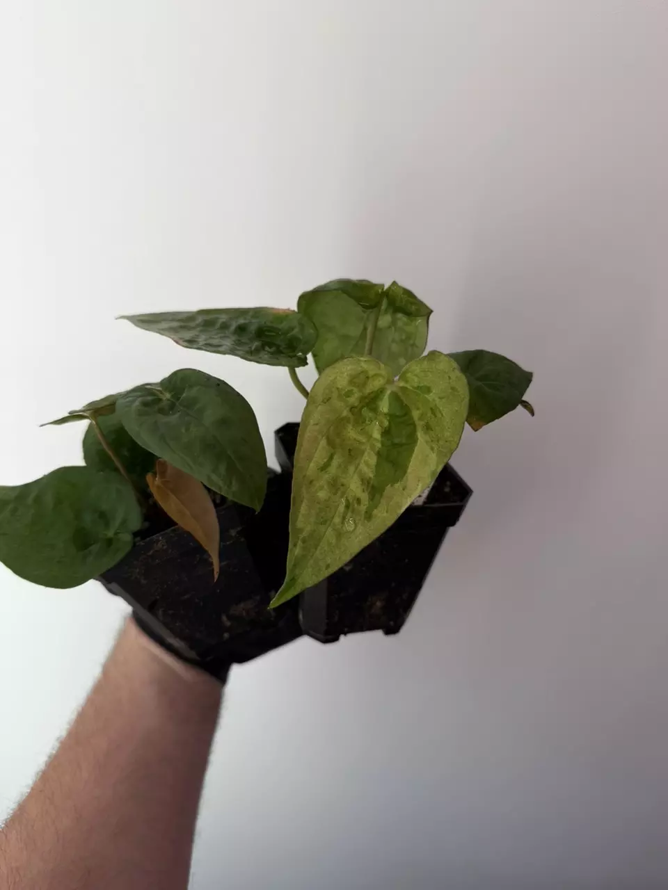 Variegated dark phoenix x pap xone thumbnail