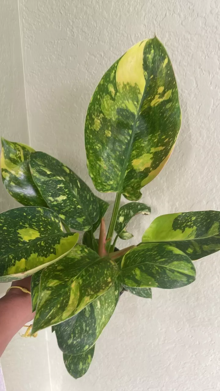 Philodendron green Congo nuclear 7468 thumbnail