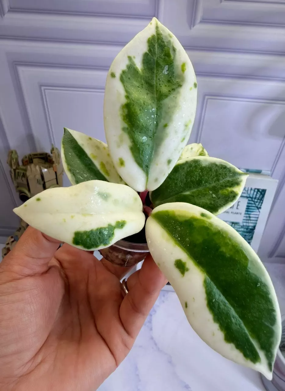 Extremely Rare 🦄— Hoya Carnosa ‘Madara Snow Angel’ thumbnail