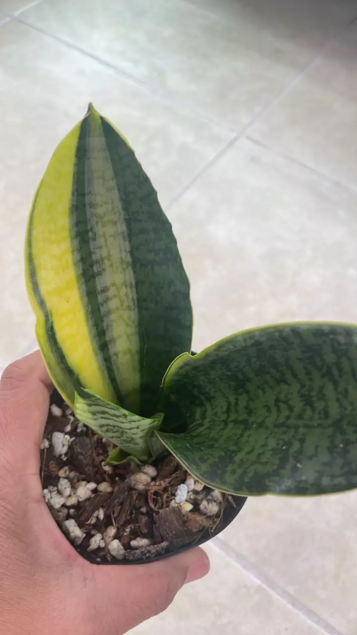 Sansevarua Futura super a var thumbnail