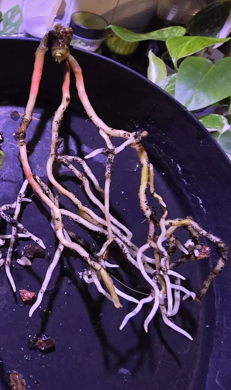 KUNAYALENSE OG1 X OG2 FROM SCOTT COHEN thumbnail