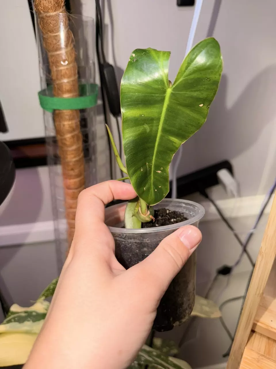 Burle Marx Philodendron thumbnail