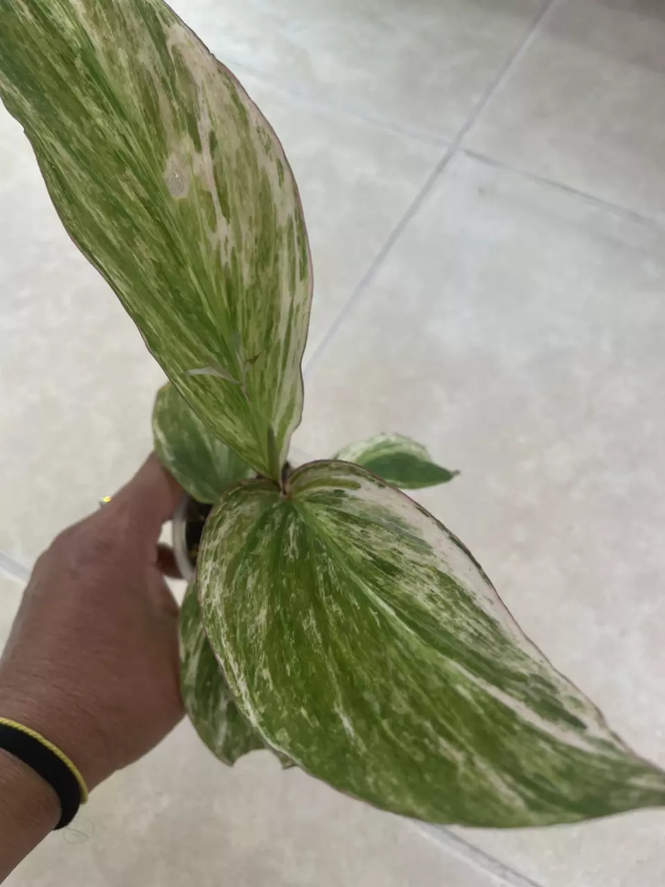 Kaempferia Variegated 0137 thumbnail