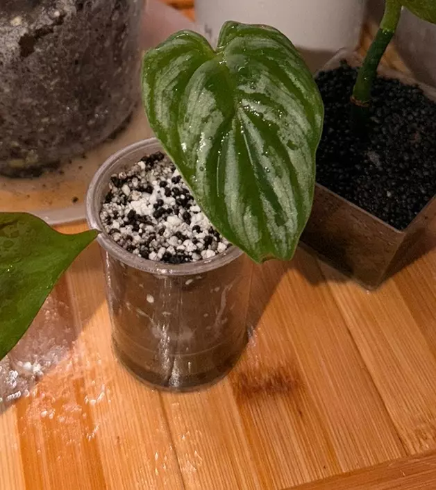 Philodendron Plowmanii cutting thumbnail