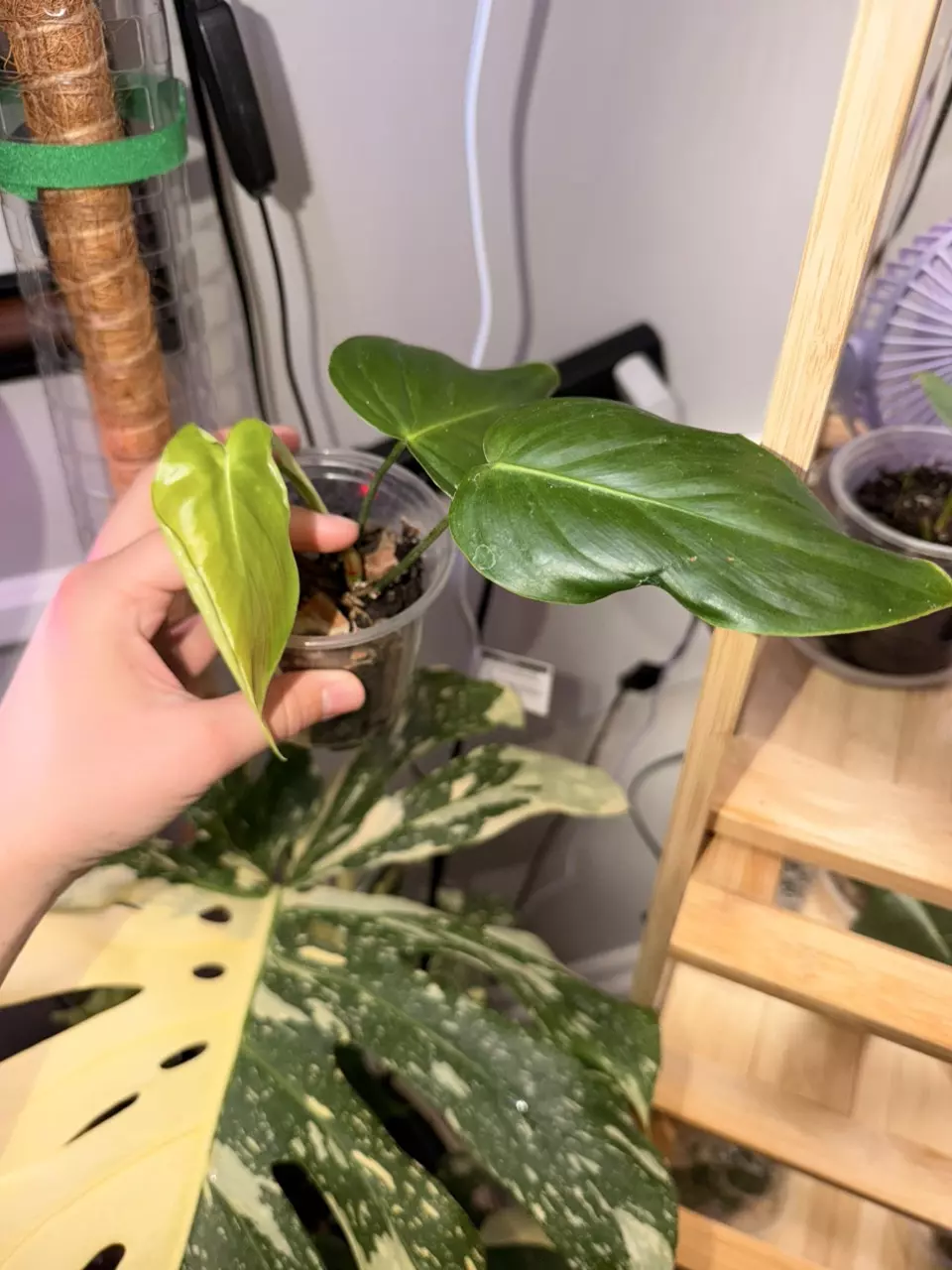 Philodendron Grandpipes thumbnail