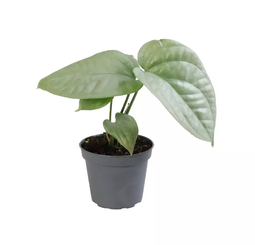 Amydrium “Silver” - 4” pot (Growers Choice) thumbnail