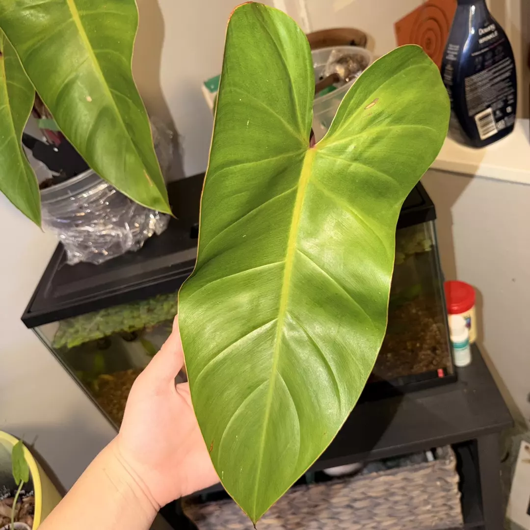 Philodendron Red Emerald Large Cutting thumbnail
