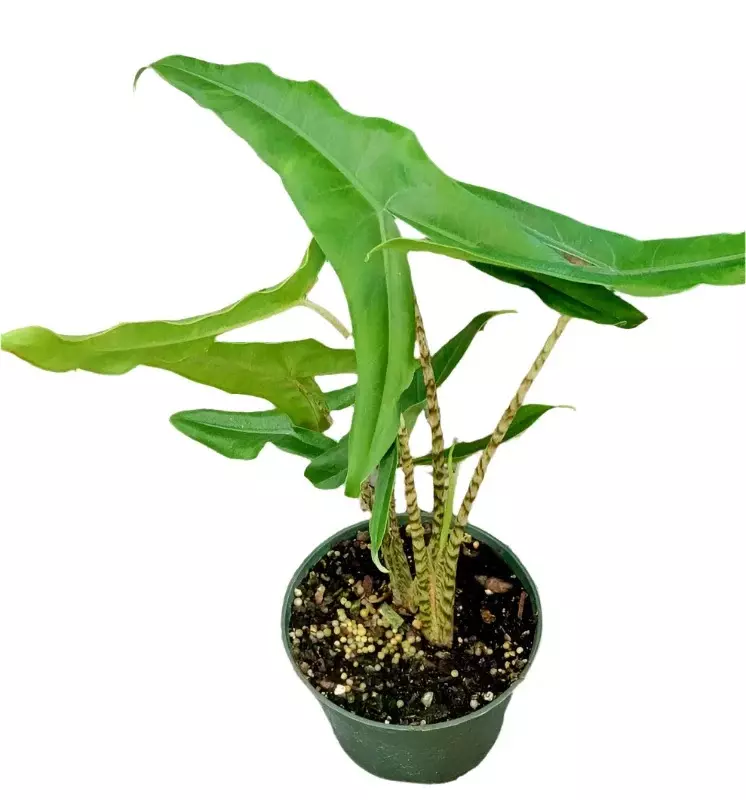 Alocasia “Tigrina” - 4” pot (Growers Choice) thumbnail