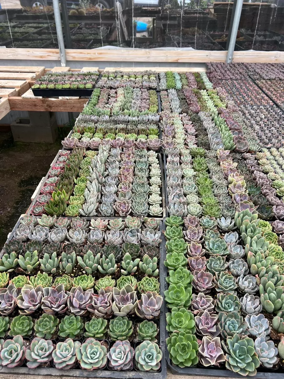 🌵 64-Count Echeveria Flat – USA GROWN 🌵 thumbnail