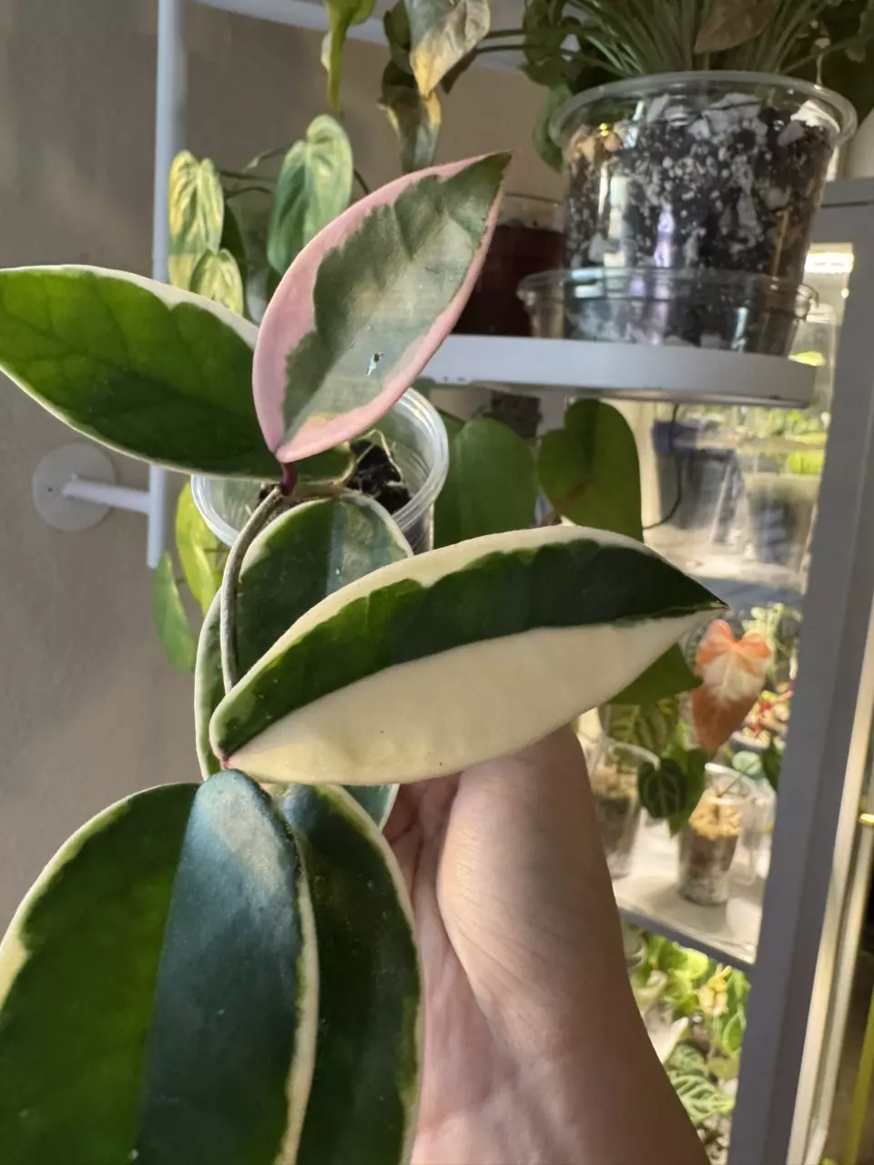 Hoya Krimson queen variegated thumbnail