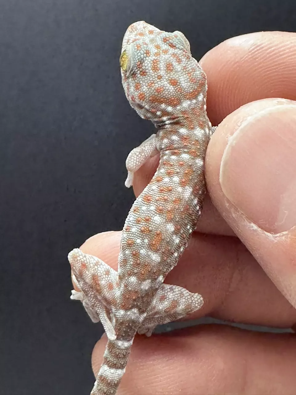 CB Baby Tokay Gecko thumbnail